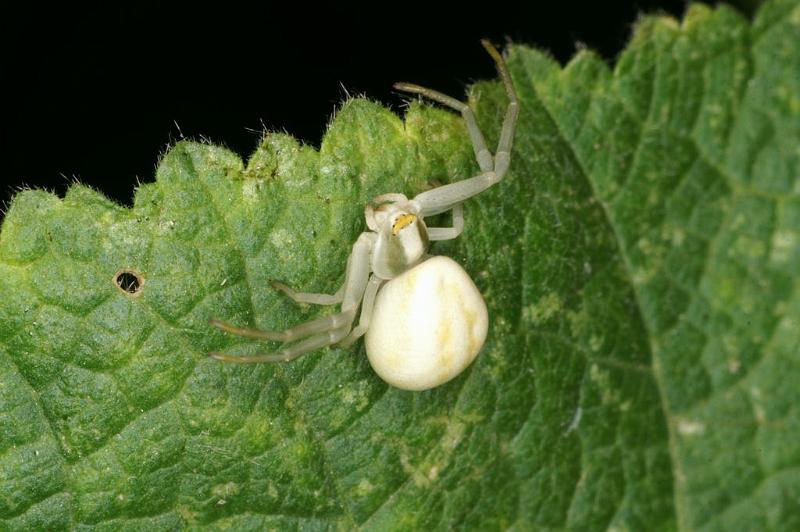 Misumena_vatia_D5214_Z_89_Les Gris_Frankrijk.jpg